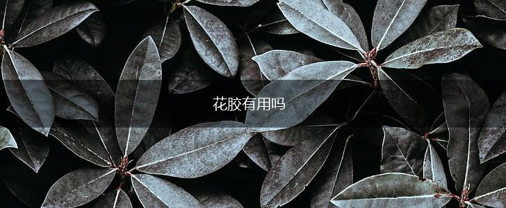 花胶有用吗,第1张