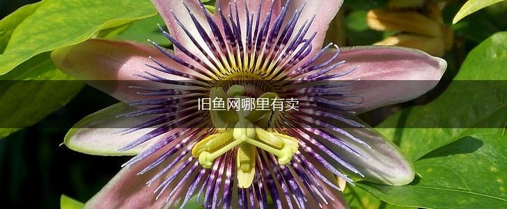 旧鱼网哪里有卖,第1张