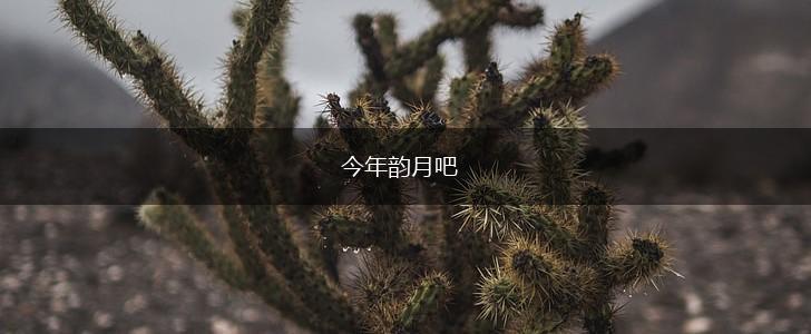 今年韵月吧,第1张
