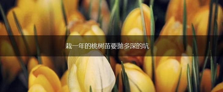 栽一年的桃树苗要抛多深的坑,第1张