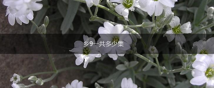 乡9一共多少集,第1张