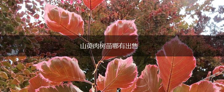 山萸肉树苗哪有出售,第1张