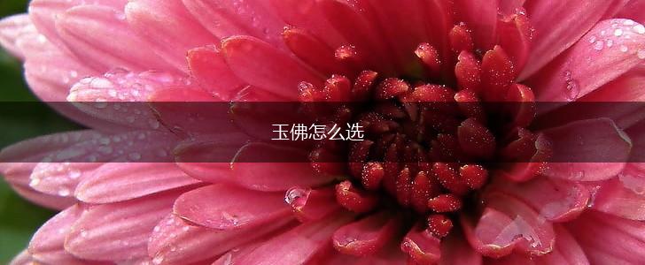 玉佛怎么选,第1张