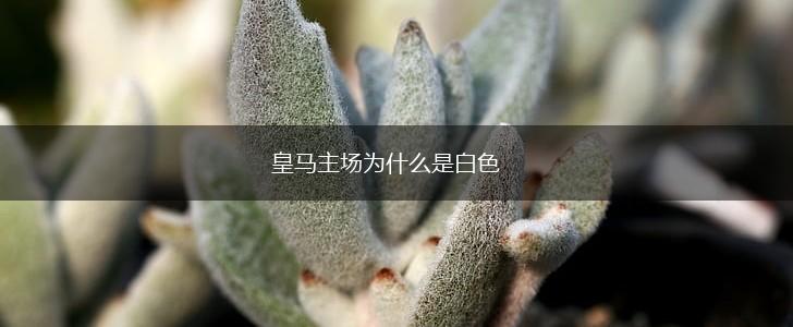 皇马主场为什么是白色,第1张