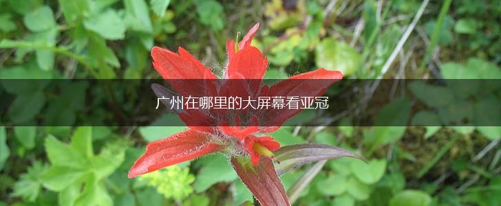 广州在哪里的大屏幕看亚冠,第1张
