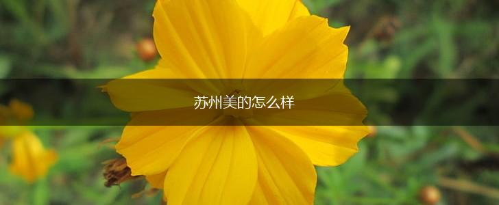 苏州美的怎么样,第1张