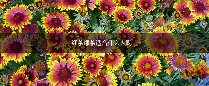 红茶绿茶适合什么人喝,第1张