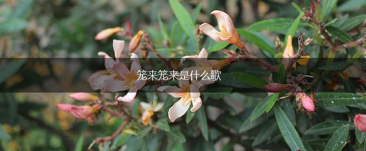 笼来笼来是什么歌,第1张
