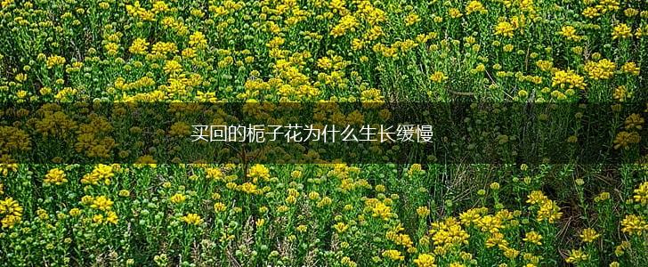 买回的栀子花为什么生长缓慢,第1张