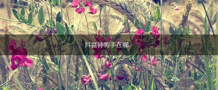 抖音神剪手在哪,第1张