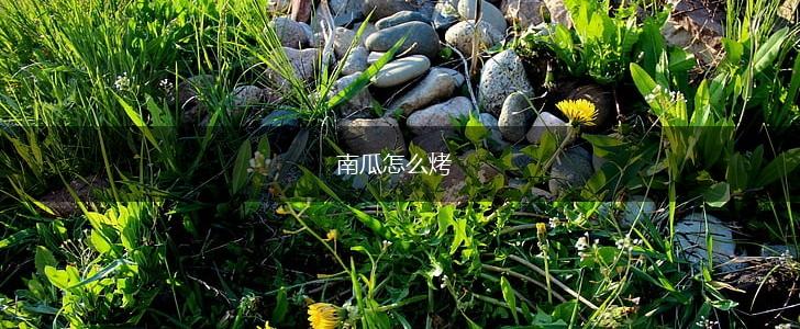南瓜怎么烤,第1张