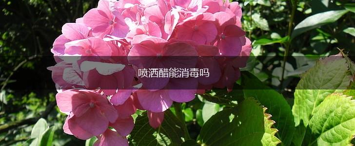 喷洒醋能消毒吗,第1张