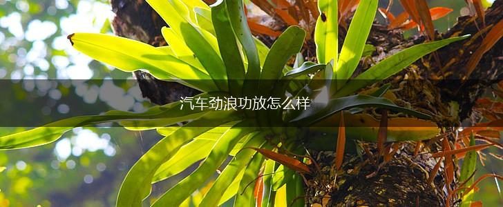 汽车劲浪功放怎么样,第1张