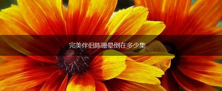 完美伴侣陈珊晕倒在多少集,第1张