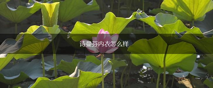诗曼芬内衣怎么样,第1张