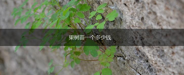 果树苗一个多少钱,第1张