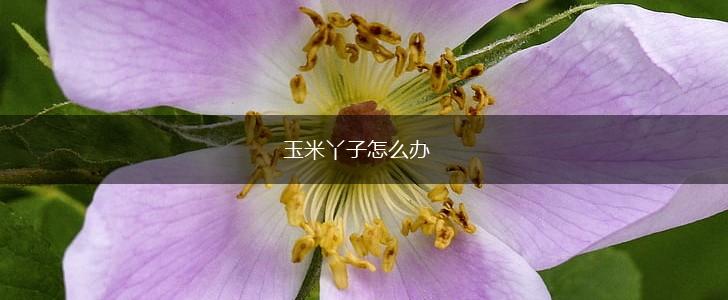 玉米丫子怎么办,第1张