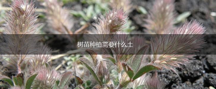 树苗种植需要什么土,第1张