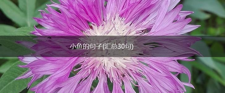 小鱼的句子(汇总30句),第1张