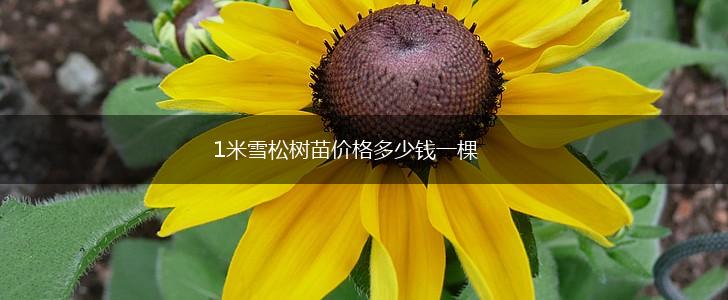 1米雪松树苗价格多少钱一棵,第1张