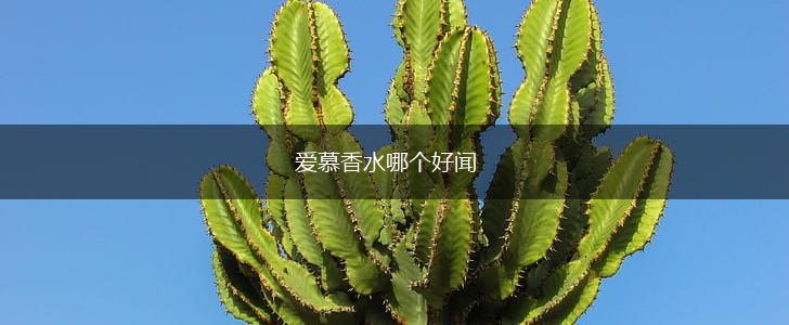 爱慕香水哪个好闻,第1张