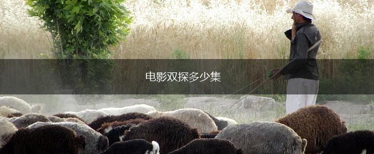 电影双探多少集,第1张