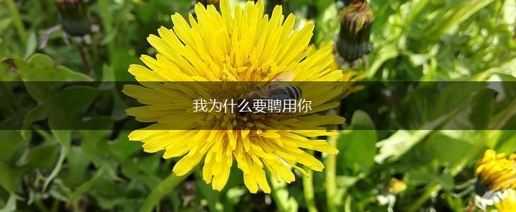 我为什么要聘用你,第1张