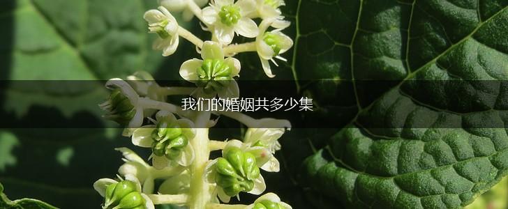 我们的婚姻共多少集,第1张