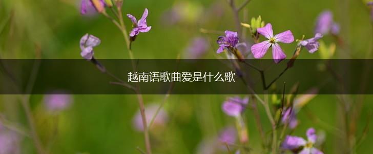越南语歌曲爱是什么歌,第1张
