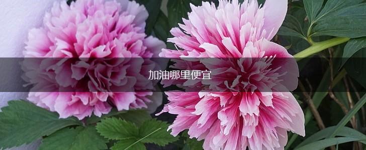 加油哪里便宜,第1张