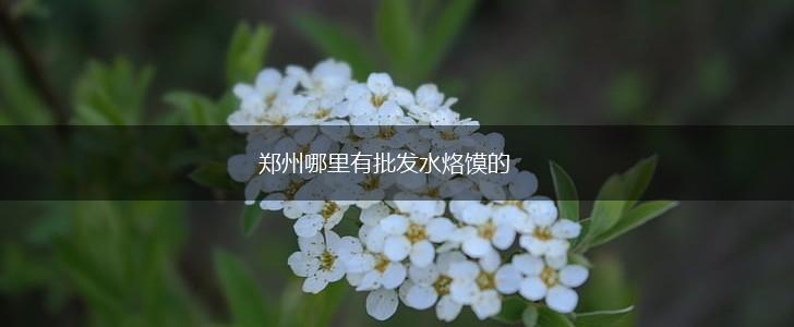 郑州哪里有批发水烙馍的,第1张