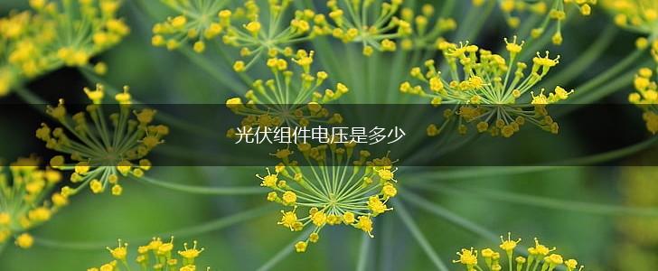 光伏组件电压是多少,第1张