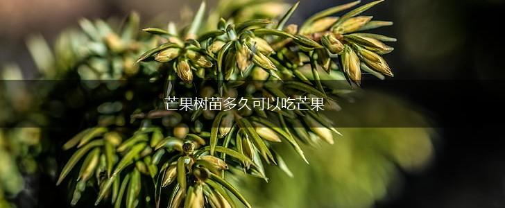 芒果树苗多久可以吃芒果,第1张