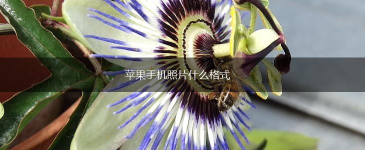 苹果手机照片什么格式,第1张