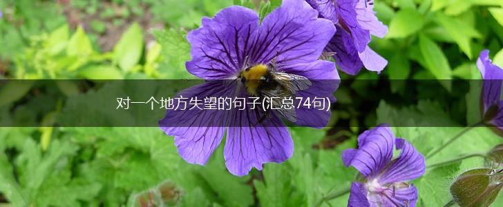 对一个地方失望的句子(汇总74句),第1张