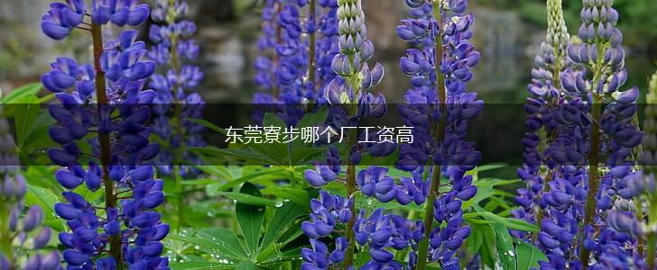 东莞寮步哪个厂工资高,第1张