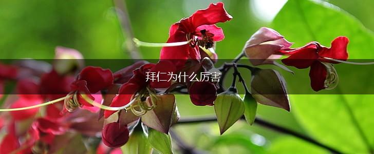 拜仁为什么厉害,第1张