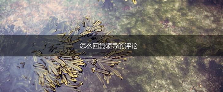 怎么回复领导的评论,第1张