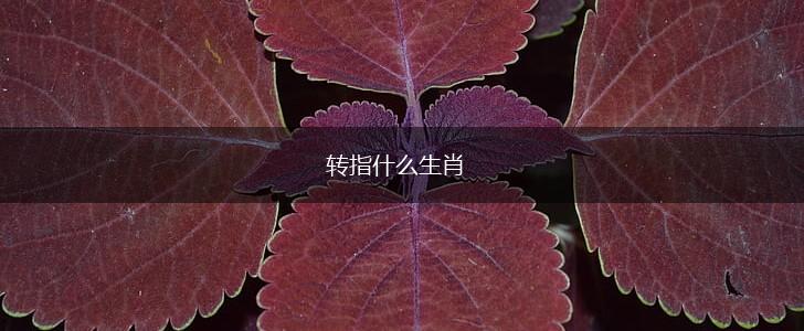 转指什么生肖,第1张