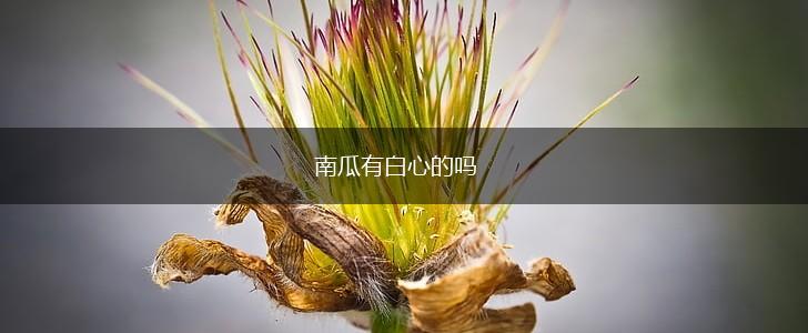 南瓜有白心的吗,第1张