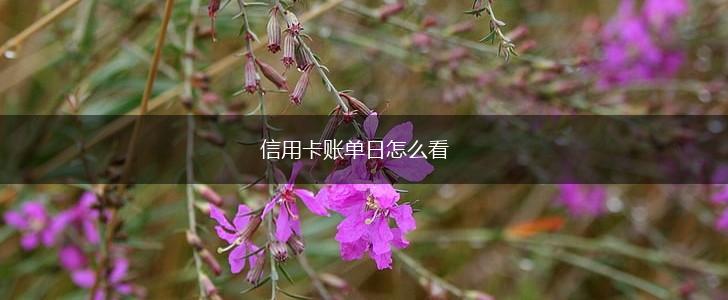 信用卡账单日怎么看,第1张