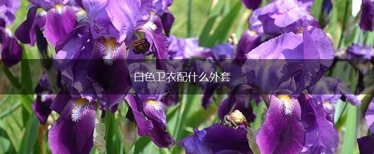 白色卫衣配什么外套,第1张