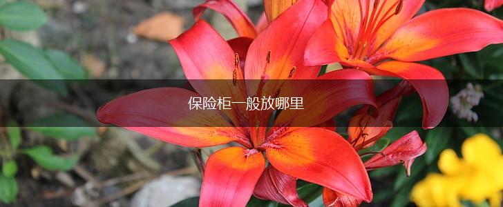 保险柜一般放哪里,第1张