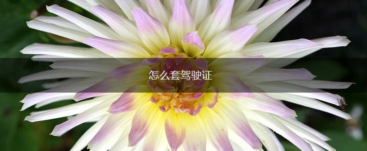 怎么套驾驶证,第1张