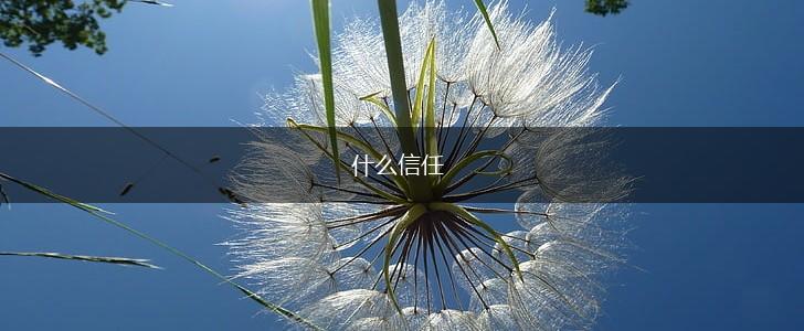 什么信任,第1张