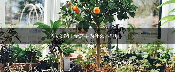 马拉多纳上帝之手为什么不犯规,第1张
