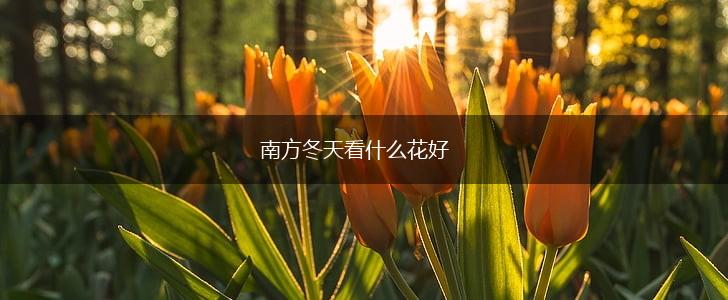 南方冬天看什么花好,第1张