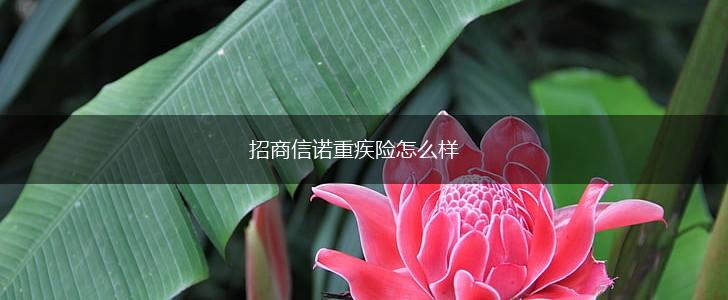 招商信诺重疾险怎么样,第1张