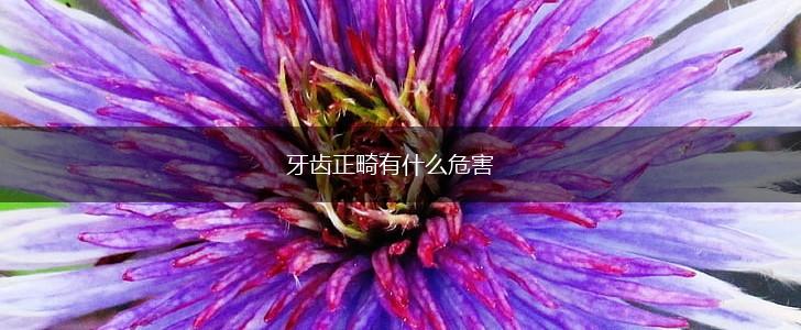 牙齿正畸有什么危害,第1张