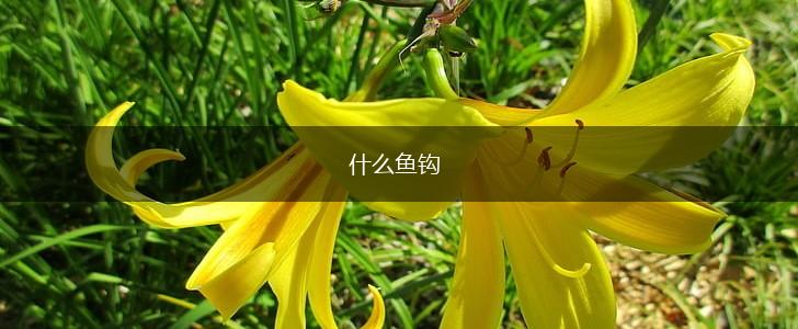 什么鱼钩,第1张